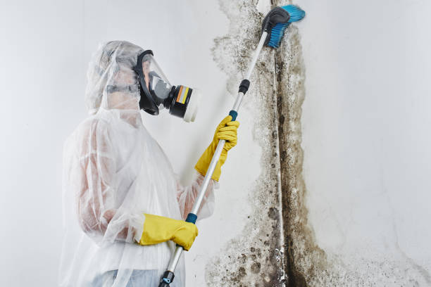 Professional Mold Removal in Auburn, IL