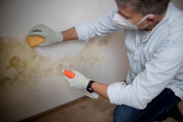 Best Fast Mold Removal  in Auburn, IL