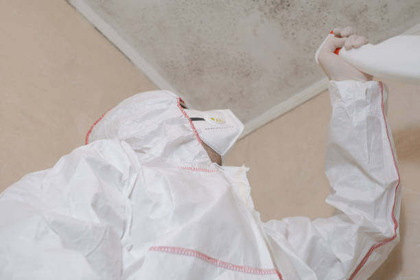 Office Mold Removal Services in Auburn, IL