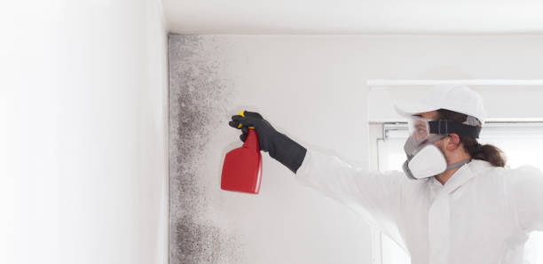 Best Office Mold Removal Services  in Auburn, IL