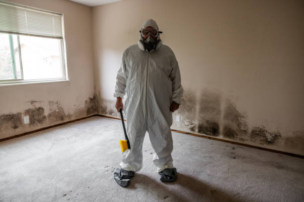 Best Fast Mold Removal  in Auburn, IL