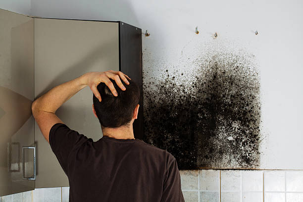 Best Mold Inspection  in Auburn, IL