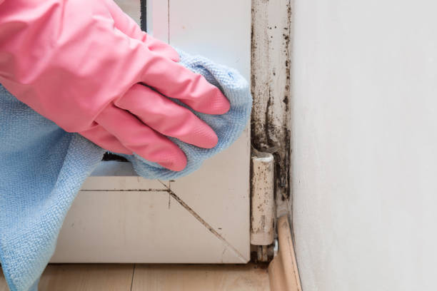 Best Crawl Space Mold Removal  in Auburn, IL