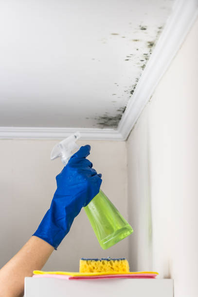 Best Mold Damage Repair  in Auburn, IL