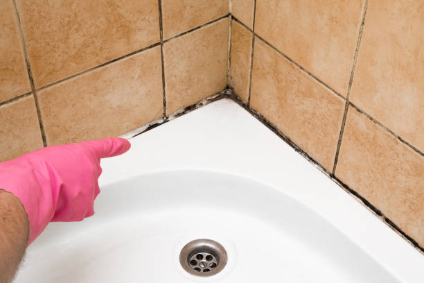 Best Toxic Mold Removal  in Auburn, IL